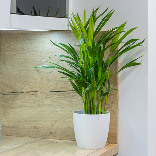 Areca Palm