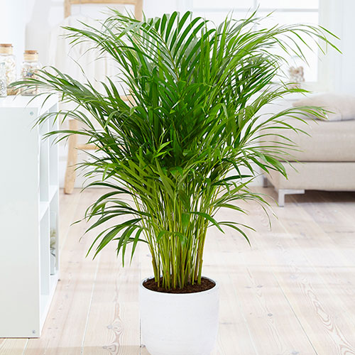 Areca Palm