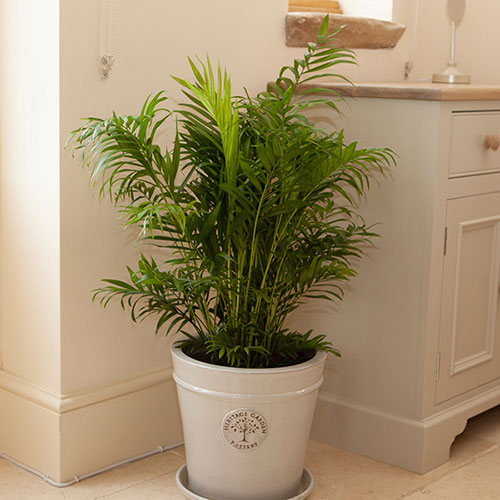 Areca Palm