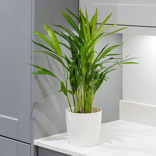 Areca Palm