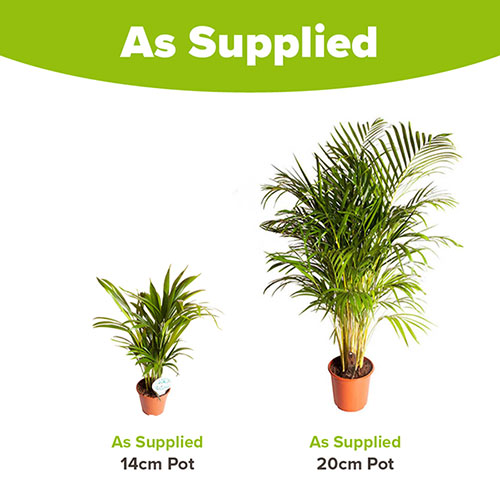 Areca Palm