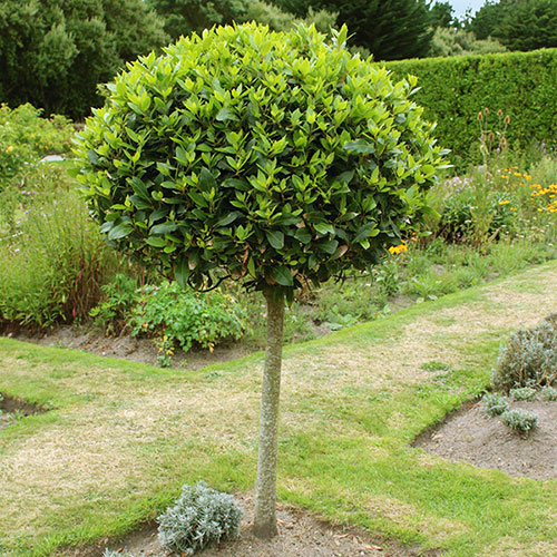 Standard Bay Tree