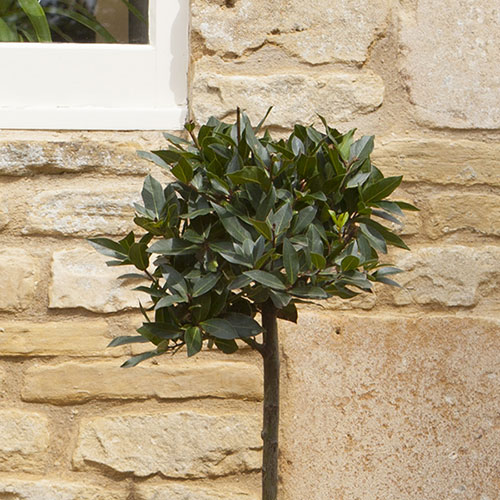 Standard Bay Tree