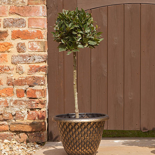 Standard Bay Tree