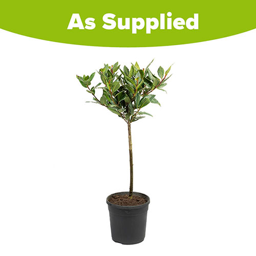 Standard Bay Tree