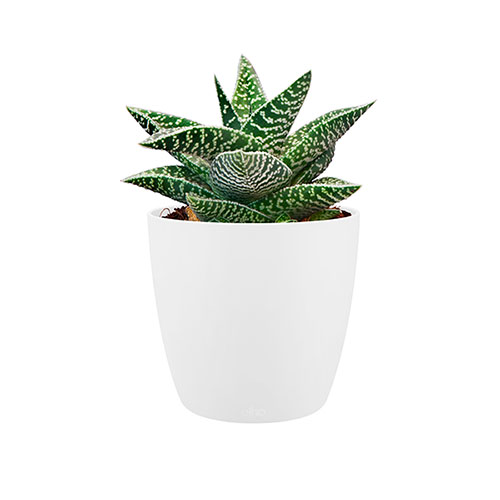 Elho White Houseplant Pot Cover