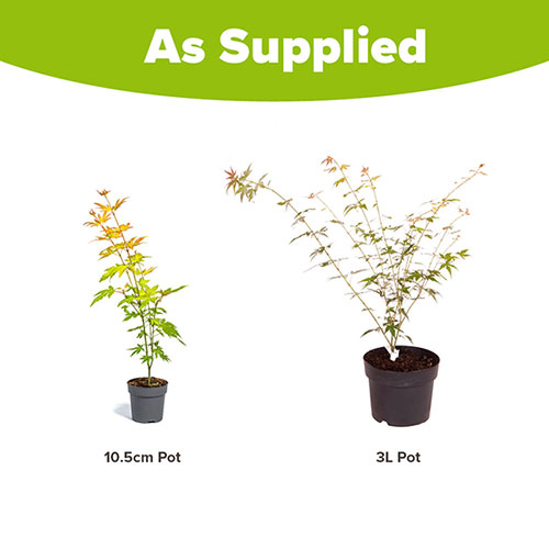 Acer palmatum Orange Dream 