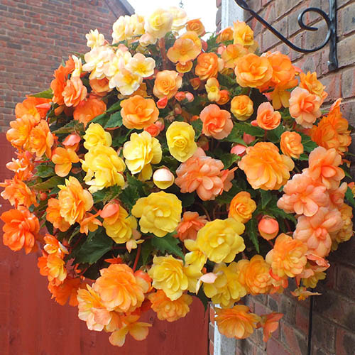 Begonia Apricot Fiery Shades Mix 