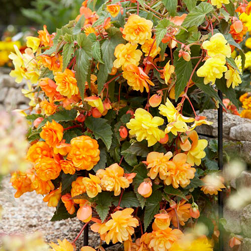 Begonia Apricot Fiery Shades Mix 