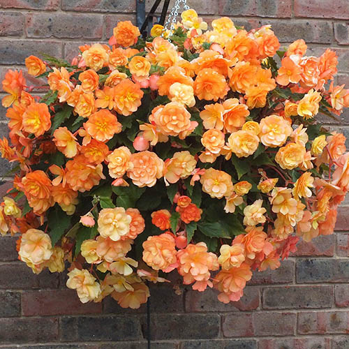 Begonia Apricot Fiery Shades Mix 