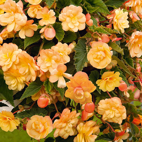 Begonia Apricot Fiery Shades Mix 