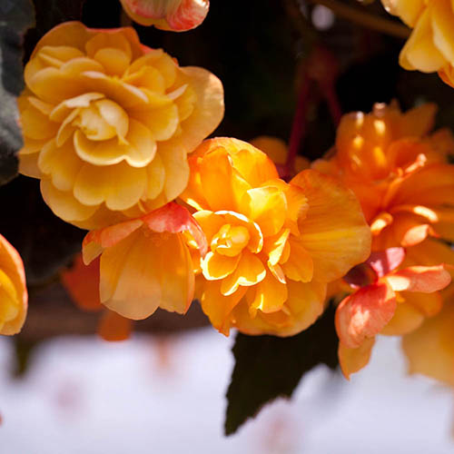 Begonia Apricot Fiery Shades Mix 
