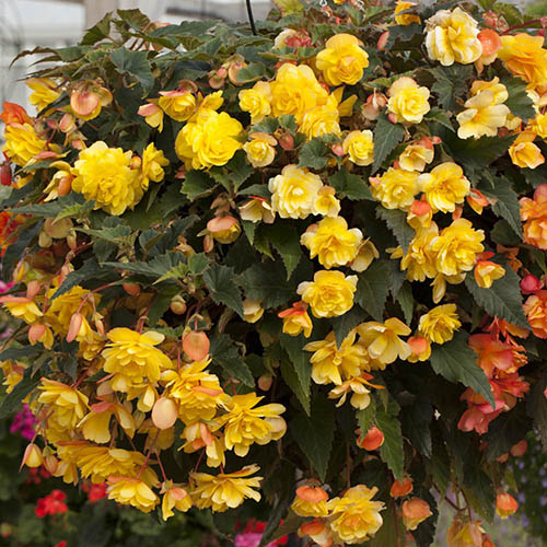 Begonia Apricot Fiery Shades Mix 
