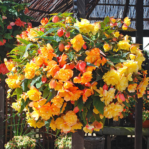 Begonia Apricot Fiery Shades Mix 