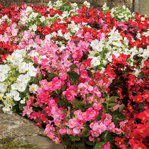 Begonia Sahara Begonia Sahara