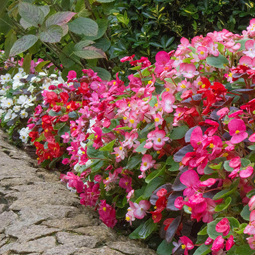 Begonia Sahara 