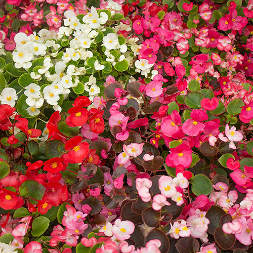Begonia Sahara 
