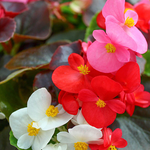 Begonia Sahara 