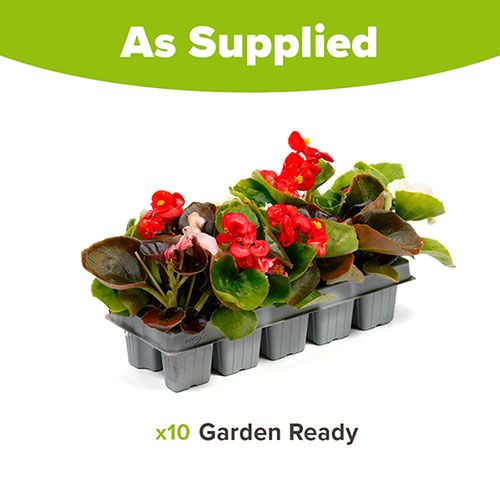 Compact Begonia Sahara Compact Begonia Sahara