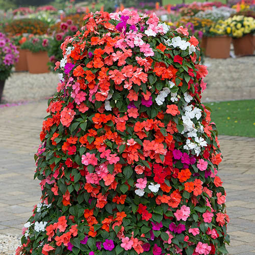 Busy Lizzie Beacon Mix 