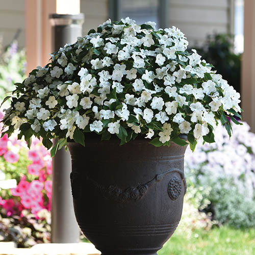 Busy Lizzie Beacon Mix 