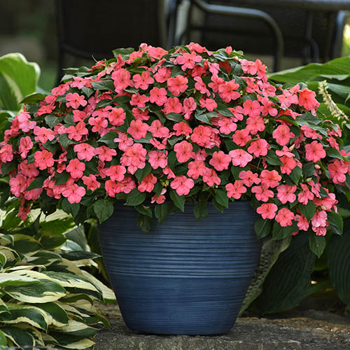 Busy Lizzie Beacon Mix 