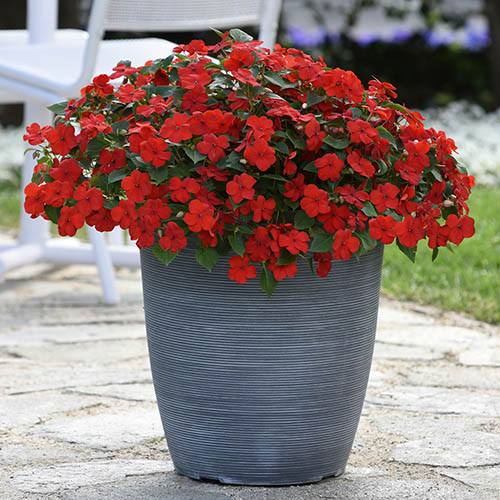 Busy Lizzie Beacon Mix 