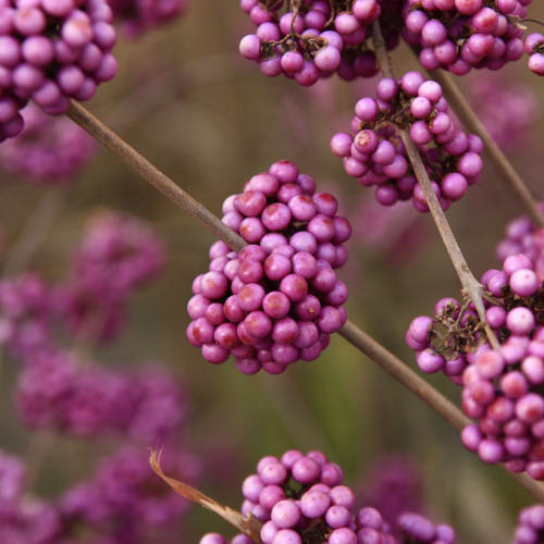 Callicarpa Profusion (Beautyberry) Callicarpa Profusion (Beautyberry)