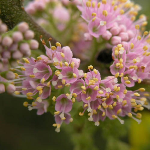 Callicarpa Profusion (Beautyberry) Callicarpa Profusion (Beautyberry)