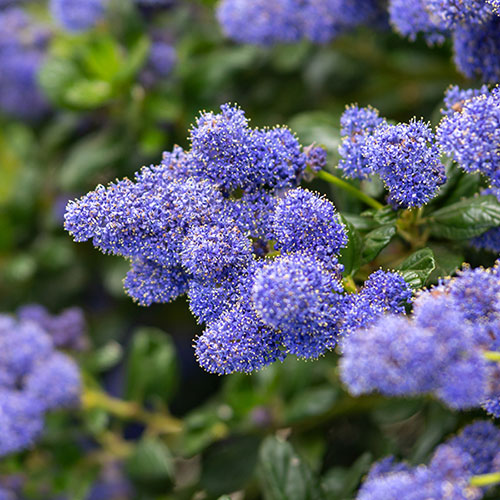 Hardy Ceanothus Standard Californian Lilac Tree