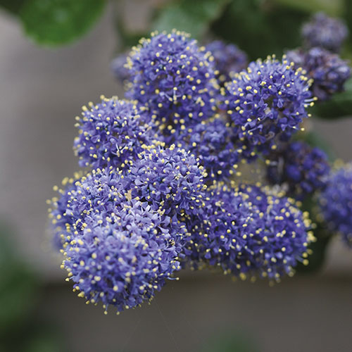 Hardy Ceanothus Standard Californian Lilac Tree