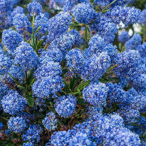 Hardy Ceanothus Standard Californian Lilac Tree