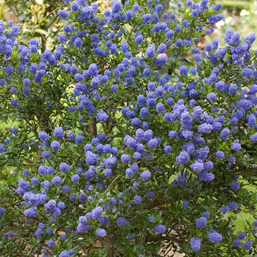 Ceanothus repens Californian Lilac