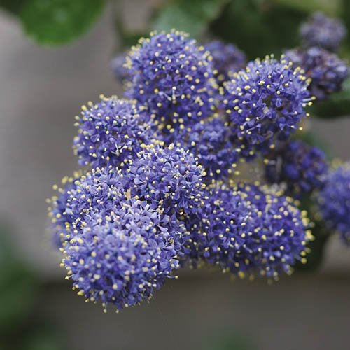 Ceanothus repens Californian Lilac