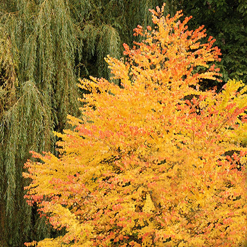 Toffee Apple Tree Katsura Toffee Apple Tree Katsura