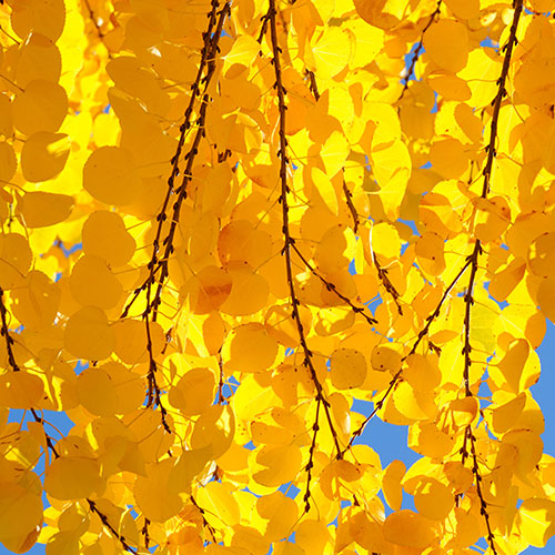 Toffee Apple Tree Katsura Toffee Apple Tree Katsura