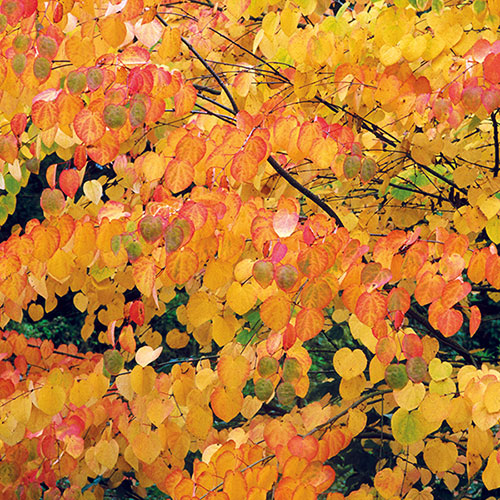 Toffee Apple Tree Katsura Toffee Apple Tree Katsura