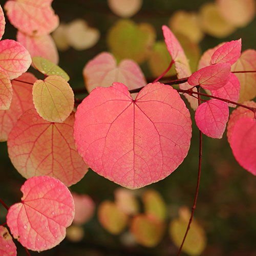 Toffee Apple Tree Katsura Toffee Apple Tree Katsura