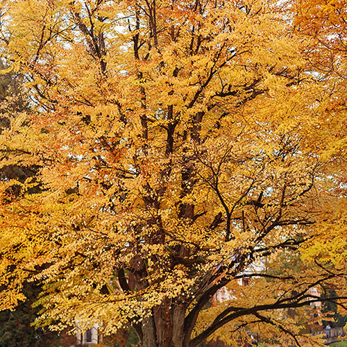 Toffee Apple Tree Katsura Toffee Apple Tree Katsura