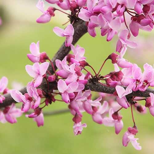 Cercis canadensis 