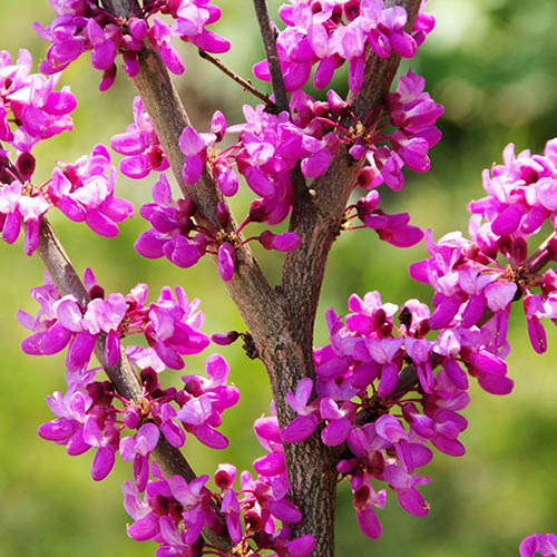 Cercis siliquastrum Cercis siliquastrum