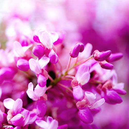 Cercis siliquastrum Cercis siliquastrum