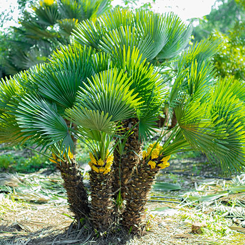 Hardy Fan Palm Hardy Fan Palm