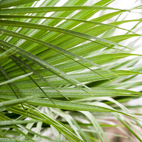 Hardy Fan Palm Hardy Fan Palm
