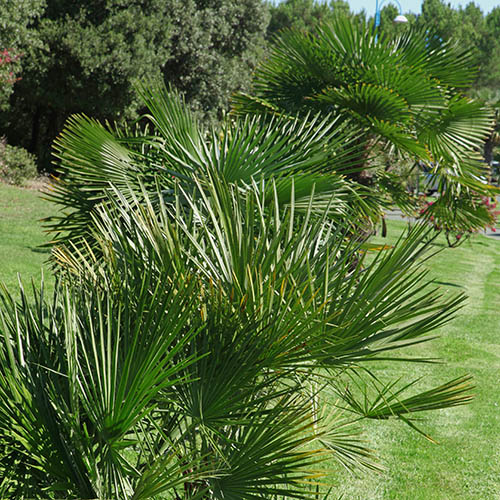 Hardy Fan Palm Hardy Fan Palm