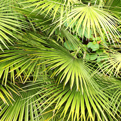 Hardy Fan Palm Hardy Fan Palm