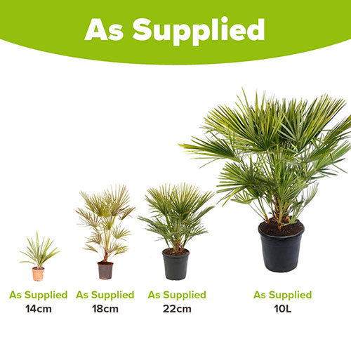 Hardy Fan Palm Hardy Fan Palm