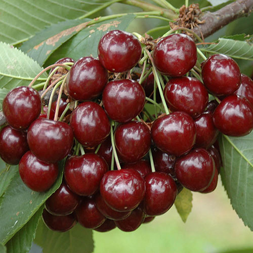 Cherry Bush Porthos Cherry Bush Porthos