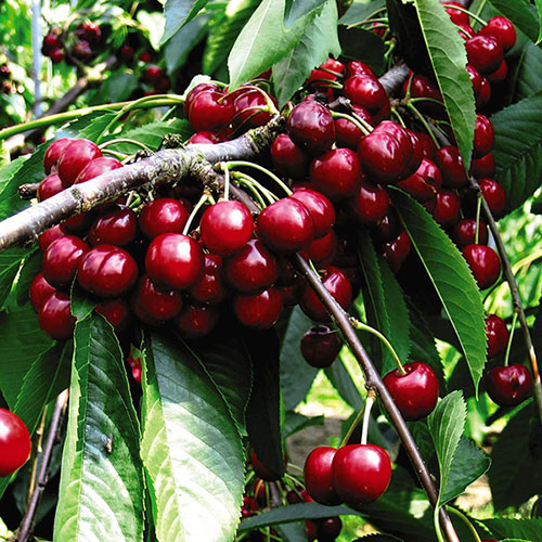 Cherry Bush Porthos Cherry Bush Porthos