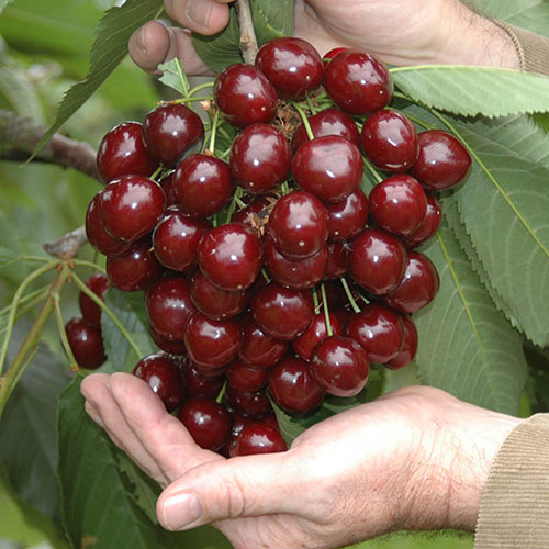 Cherry Bush Porthos Cherry Bush Porthos